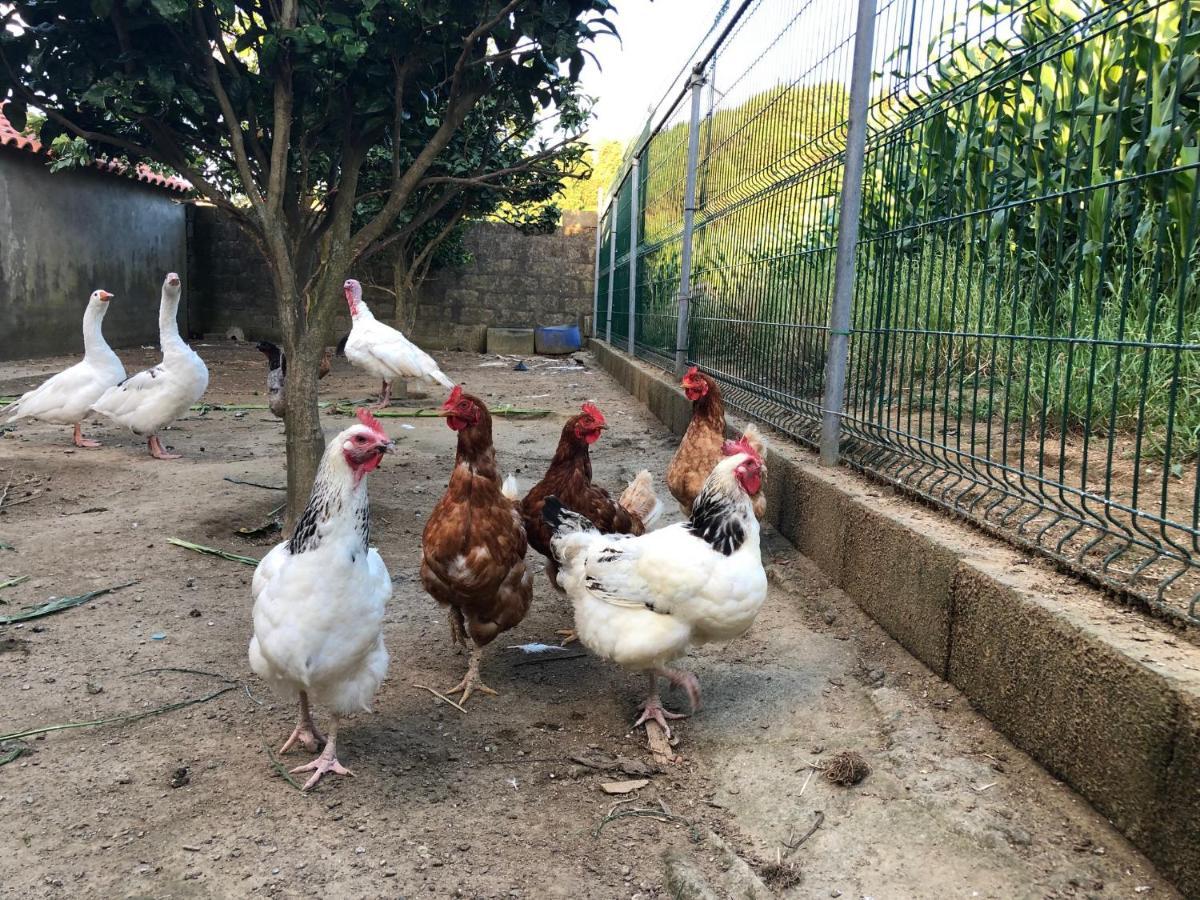 Quinta Do Avo Dimas - Rural Home - Sao Bras Porto Formoso エクステリア 写真